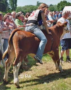 größeres Kalb