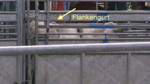 Kalb mit Flankengurt