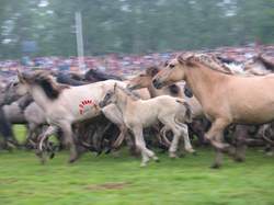 Panik beim Einlauf in die Arena